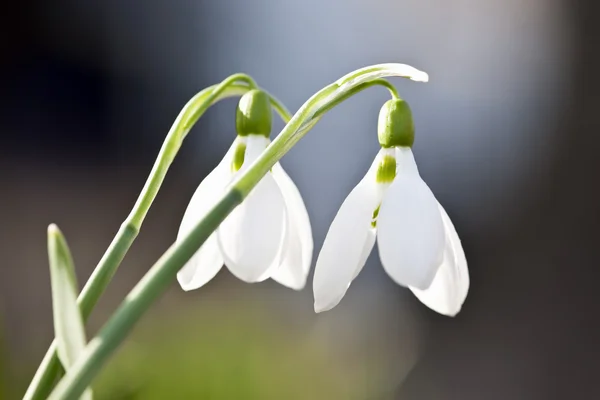 Primavera Snowdrops — Foto de Stock