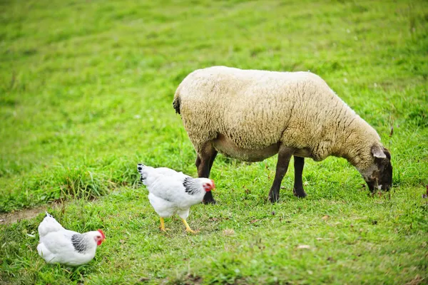 Ovinos e galinhas pastando na fazenda — Fotografia de Stock