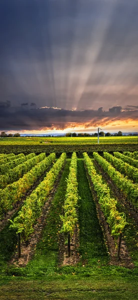 Vineyard at sunset — Stock Photo, Image