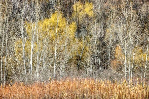 Wald im Spätherbst bei Scarborough Bluffs — Stockfoto