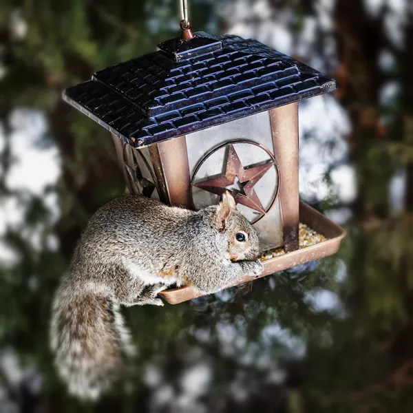 Squirrel on bird feeder Stock Photos, Royalty Free Squirrel on bird feeder Images Depositphotos