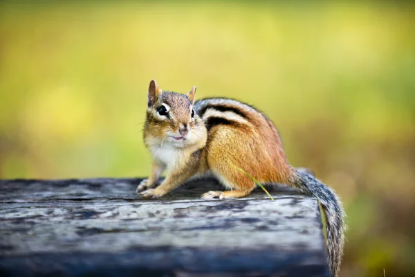 로그에 박제 뺨을 다람쥐 — 스톡 사진