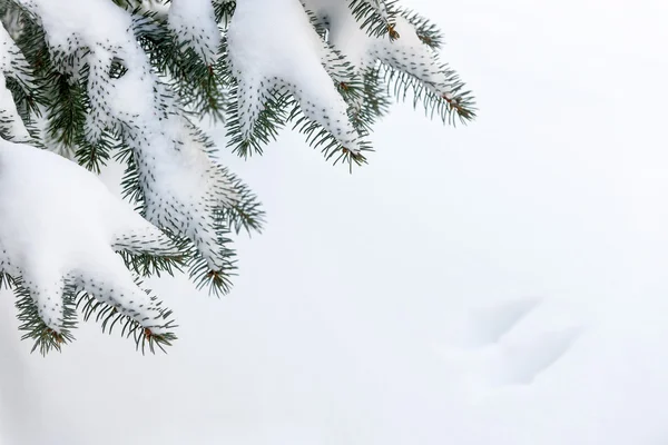 Snö på vintern evergreen grenar — Stockfoto