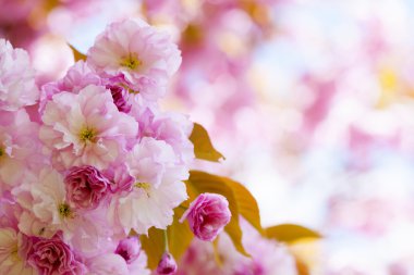 Bahar orchard pembe kiraz çiçekleri