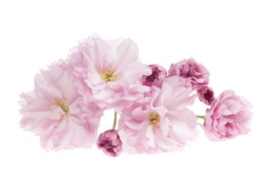 izole kiraz çiçekleri