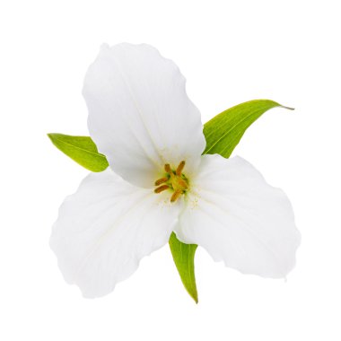 izole beyaz trillium çiçek
