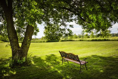 ağacın altında park bankında