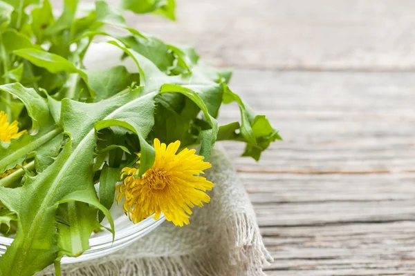 Maskrosor gröna och blommorna — Stockfoto