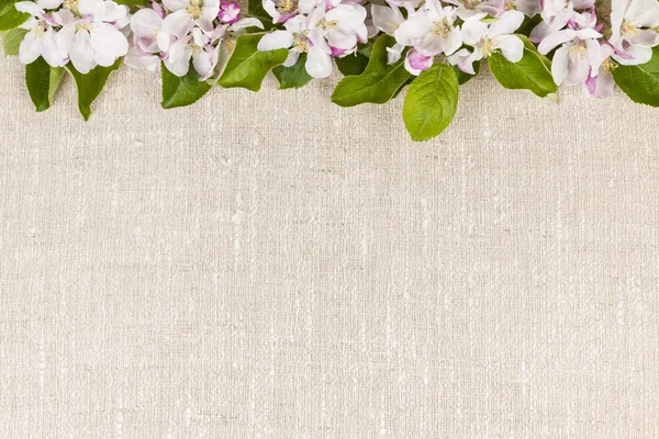 Linen background with apple blossoms — Stock Photo, Image