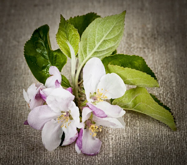 Flor de maçã em linho — Fotografia de Stock