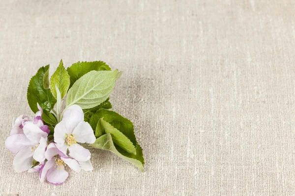 Linen background with apple blossom — Stock Photo, Image