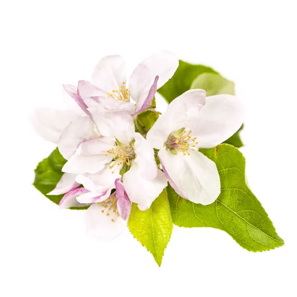 Apple blossom geïsoleerd — Stockfoto