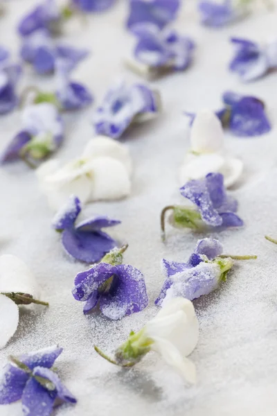 Candied violets — Stock Photo, Image