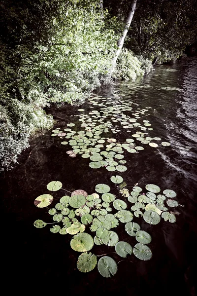 Lelie pads op de oever van het meer — Stockfoto