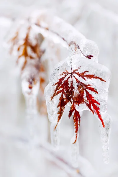 Iskalla vintern blad — Stockfoto
