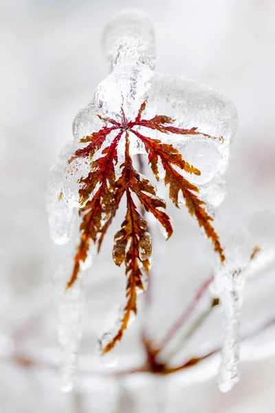 Hoja helada de invierno — Foto de Stock