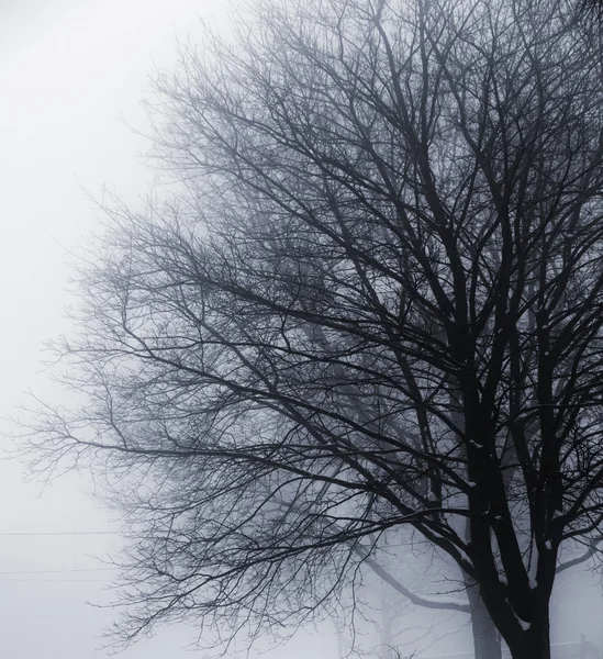 Albero senza foglie nella nebbia — Foto Stock