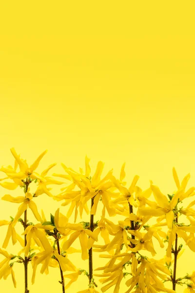 レンギョウの花と黄色の背景 — ストック写真