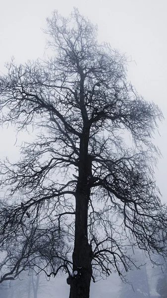 Árbol de invierno en la niebla — Foto de Stock