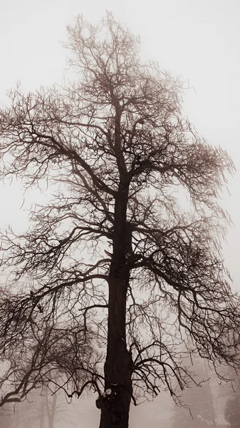 Vinter träd i dimma — Stockfoto