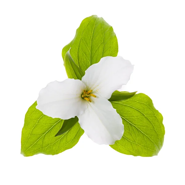 Vit trillium blomma isolerade — Stockfoto