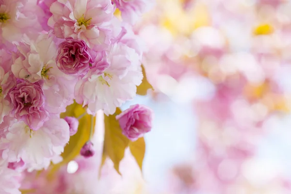 Rózsaszín cseresznye virágok tavaszi orchard — Stock Fotó