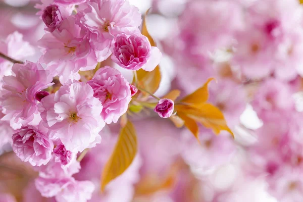 Fleurs de cerisier rose dans le verger de printemps — Photo