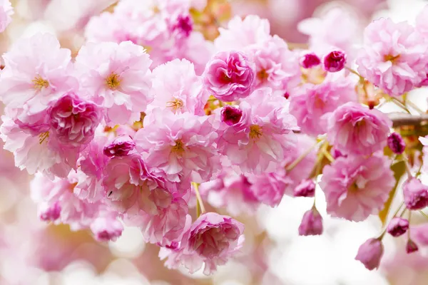 Wiśniowe kwiaty na wiosnę wiśniowe drzewo — Zdjęcie stockowe