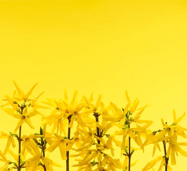 Forsythia virágok sárga háttérrel — Stock Fotó