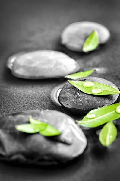 Stenen met groene bladeren en waterdruppels — Stockfoto