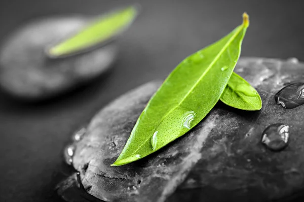 Stones with green leaves — Stock Photo, Image