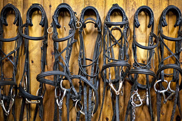 Horse bridles hanging in stable