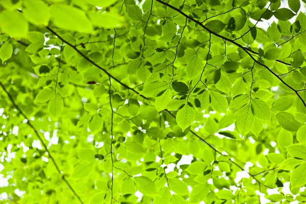 Groene lente bladeren — Stockfoto