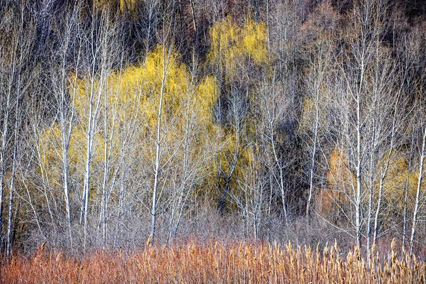 Zimowy krajobraz lasu z nagie drzewa — Zdjęcie stockowe