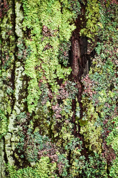 나무 줄기에 이끼 — 스톡 사진
