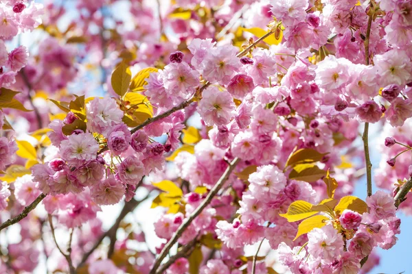 Cherry blossoms on spring cherry tree branches — Stock Image Cherry blossoms on spring cherry tree branches Stock Photo