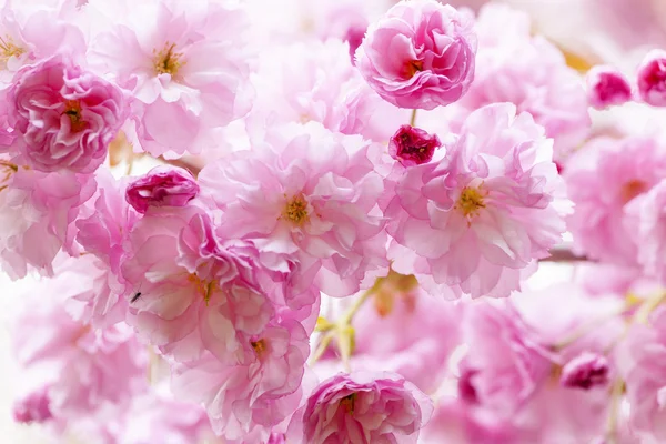 Cherry blossoms on spring cherry tree — Stock Image Cherry blossoms on spring cherry tree Royalty Free Stock Images
