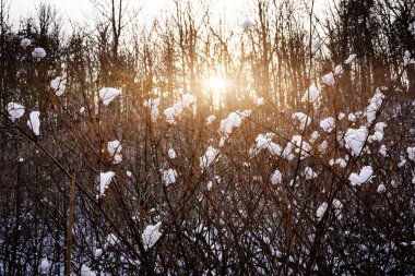 Batan güneşin içinde kış orman