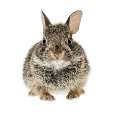 Baby cottontail bunny rabbit clipart