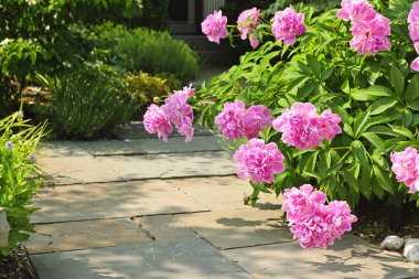 pembe peonies ile Bahçe