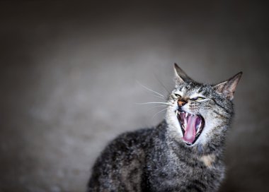 esneme kedi