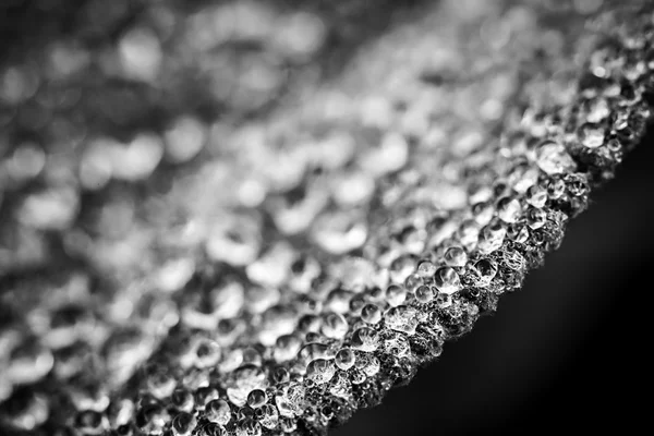 Rocía gotas en el borde de la hoja — Foto de Stock