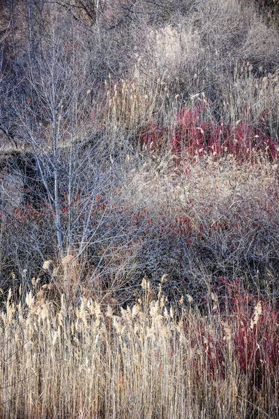 Dry grasses and bare trees in winter forest — Stock Photo, Image