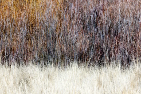 Suddig brun vinter skogsmark bakgrund — Stockfoto