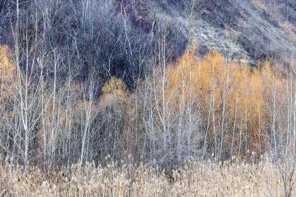 Зимний лесной фон — стоковое фото