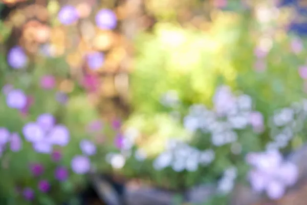 Jardín de flores desenfocado — Foto de Stock