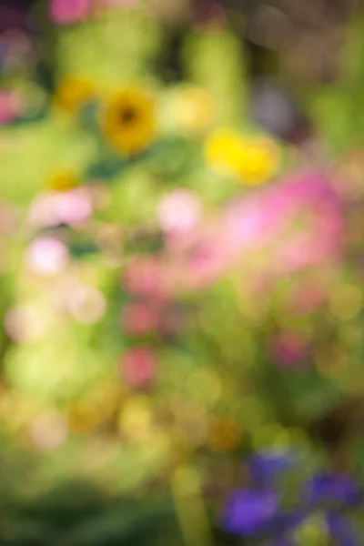 Desfocado jardim de flores — Fotografia de Stock