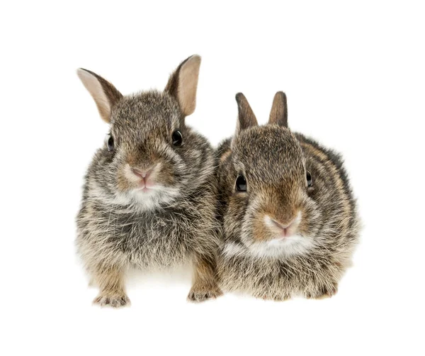 Twee baby bunny konijnen — Stockfoto