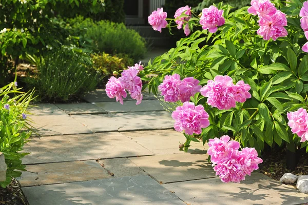 Сад с розовыми пионами — стоковое фото