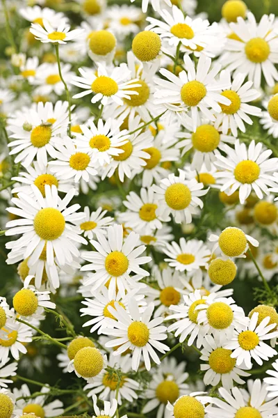 Flores de manzanilla — Foto de Stock